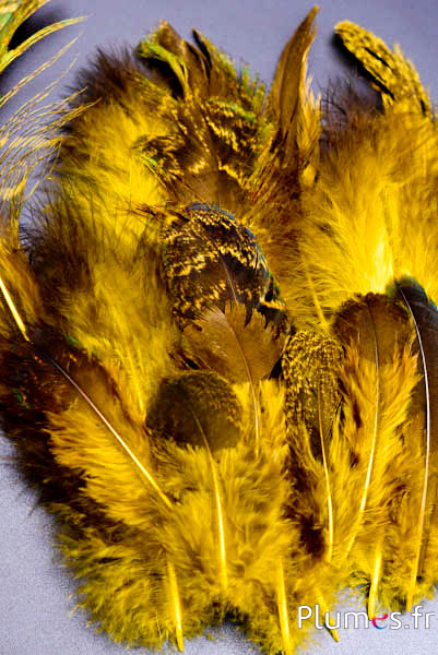 Pauw blauw - 8-20 cm - geel-bruin